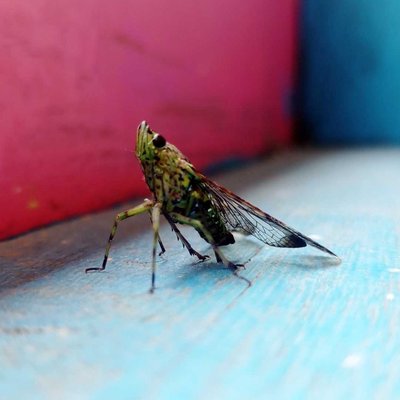 Serangga🦗