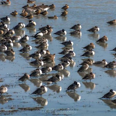 Northern Pintail