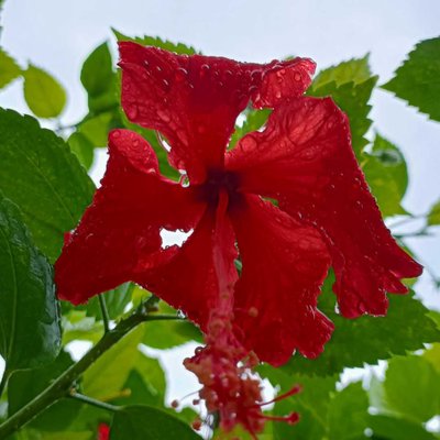 flower photography 🌺