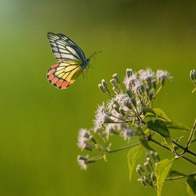 Flying painting of Nature 