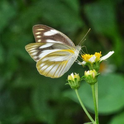 Appias Libyhea (Butterfly)