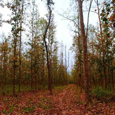 Sal Forest