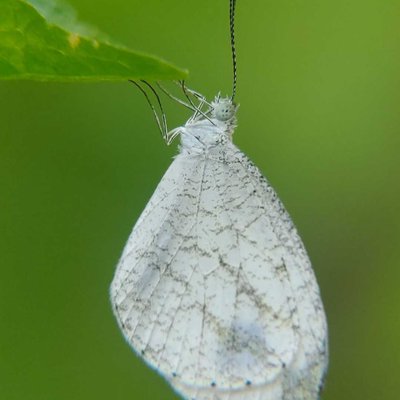Kupukupu