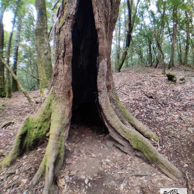 Hollow Tree Trunk