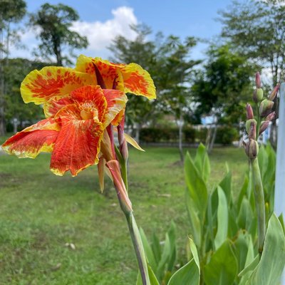canna lily flower( bunga tasbih)