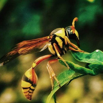 Hornets