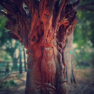 Eagle carved out on a tree 🦅