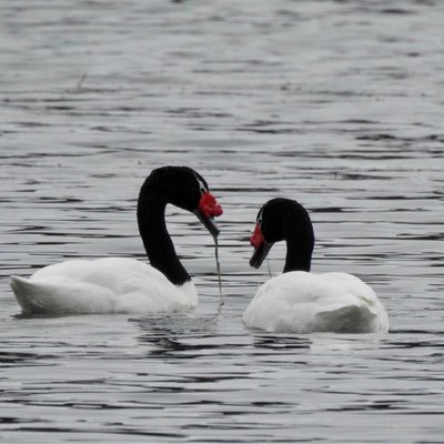Cisnes en el río Lapataia.