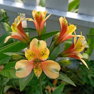 Alstroemeria psittacina
