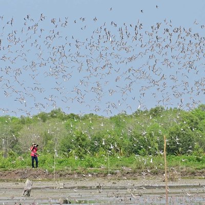 hunting burung migran 