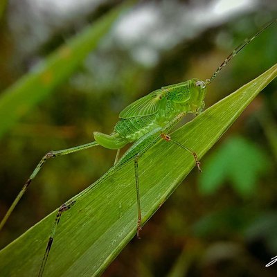 Phaneroptera falcata