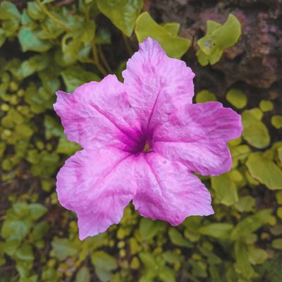 🌸✨
