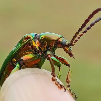 Dogbane Bettle