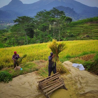 Petani Trawas, Mojokerto