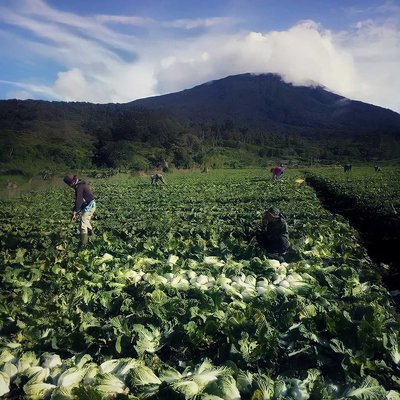 Kebun Kol