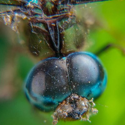 Eye's of Excellence 