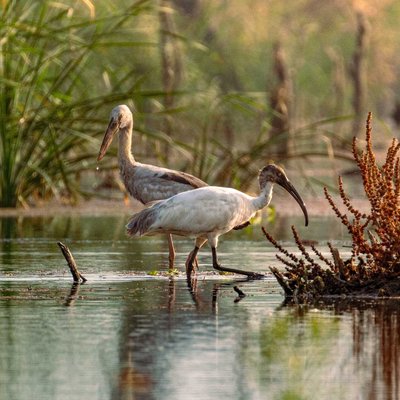 Asian openbill & Black-headed ibis
