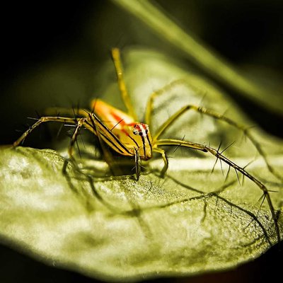SPIDER🕷️