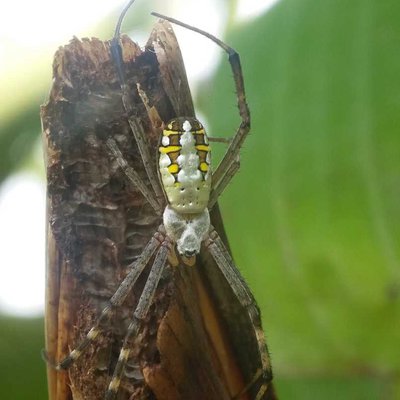 Argiope aurantia