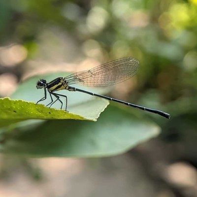 Damselfly❤️❤️