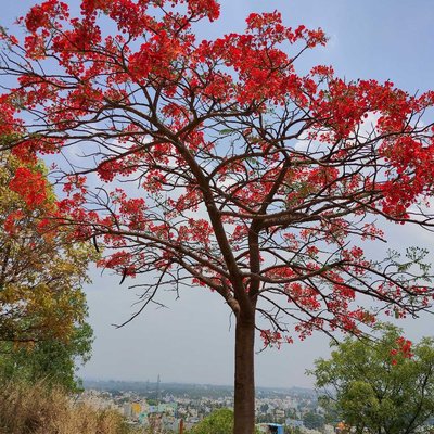 nature 