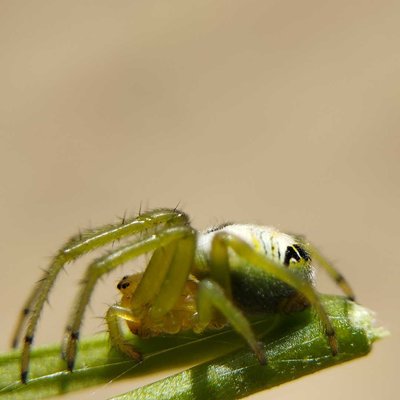 Guess the name of this spider