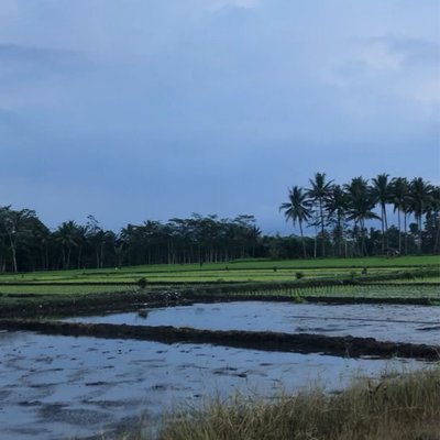 I really like seeing the rice fields because the rice fields are very soothing to the eyes💚