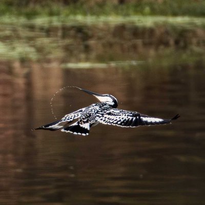 pied kingfisher 