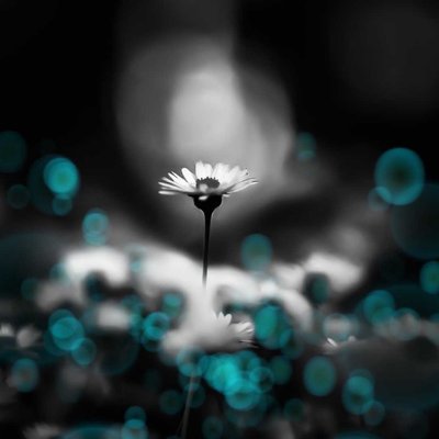 Bellis Perennis