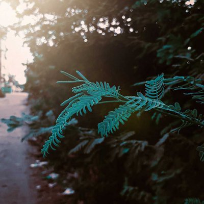 Nature Photography 