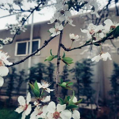 🌸