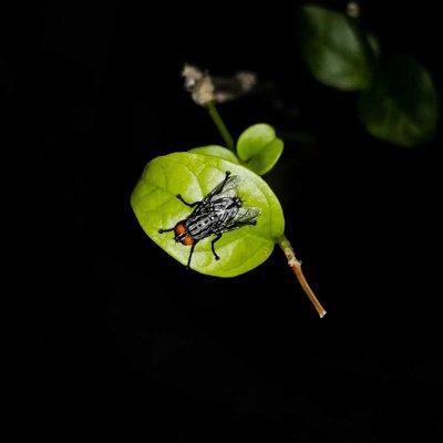 THE FLY 