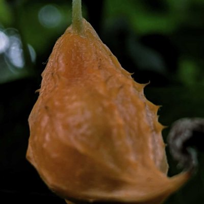 Peria