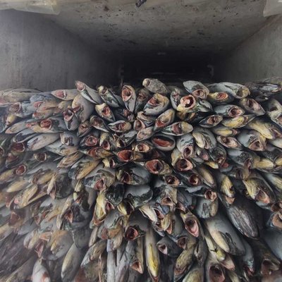 kan Lemedang (Coryphaena hippurus) 