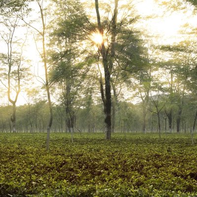 Sunrays at Tea Garden