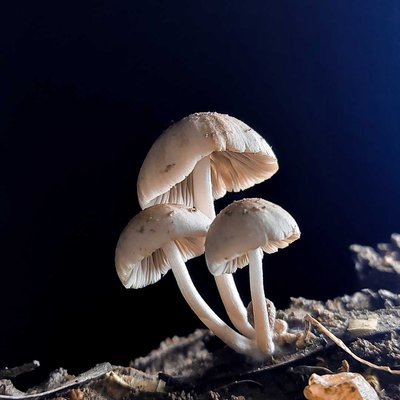 THE MUSHROOM 