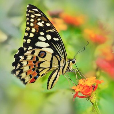 Kupu-kupu Jeruk ( Papilio demoleus)