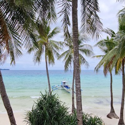 Palm Trees and Ocean Breeze