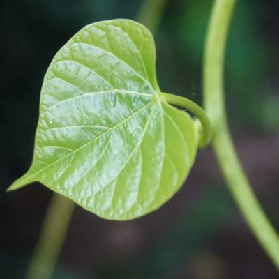 daun brotowali