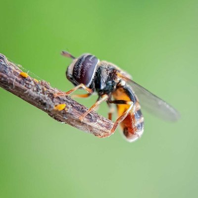 paragus fly.