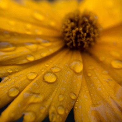 drops on the flower❤️