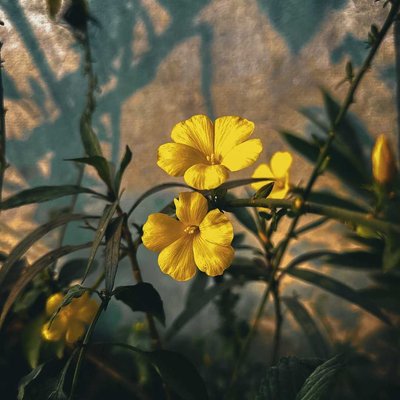 💛