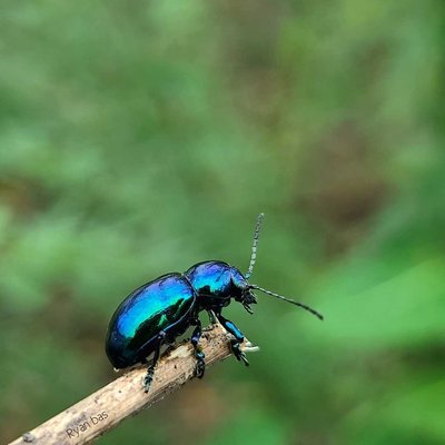 Blue milkweed beetle