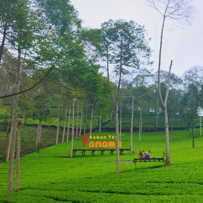 Kebun Teh Panama