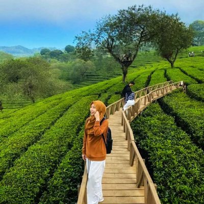 Wisata bukit kunir Kebun Teh Lawang Malang