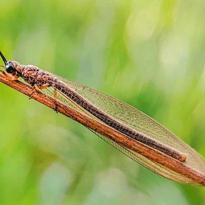 Myrmeleon /undur undur