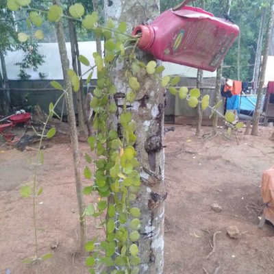 Anggrek