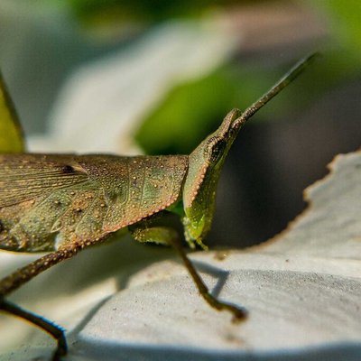 "Small wonders of the world, revealed through macro"