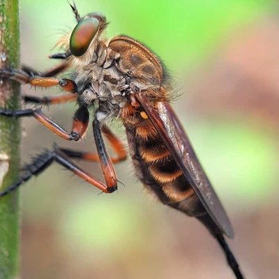 Promacus