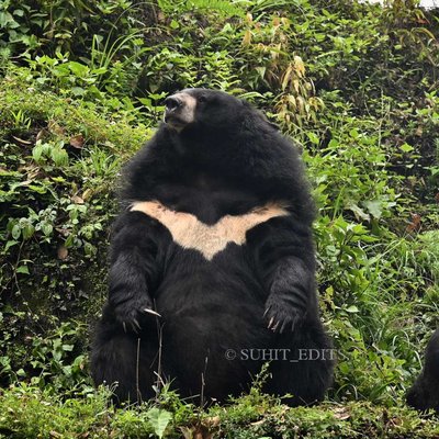 The Asian Black Bear